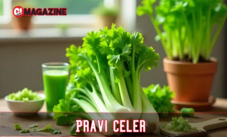 Pravi Celer: Real Celery Guide to Benefits & Uses Health